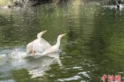 六爻免费吉林：罕见白鸬鹚连续两年“故地重游”