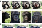 六爻免费国际最新研究：机器人“打哈欠” 黑猩猩被传染